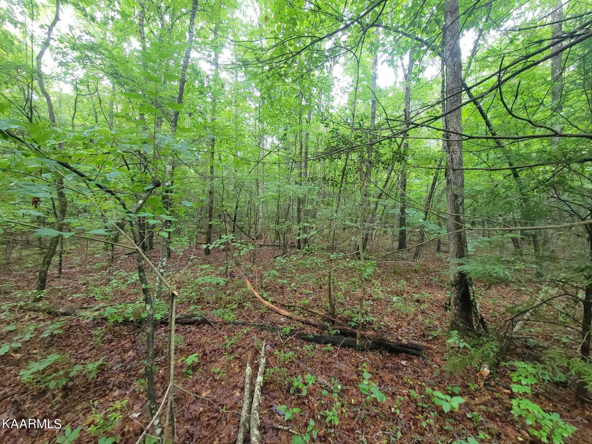 Long Branch Jamestown, TN 38556 - Photo 27 of 27 364538658_250000911232228_87399117728632