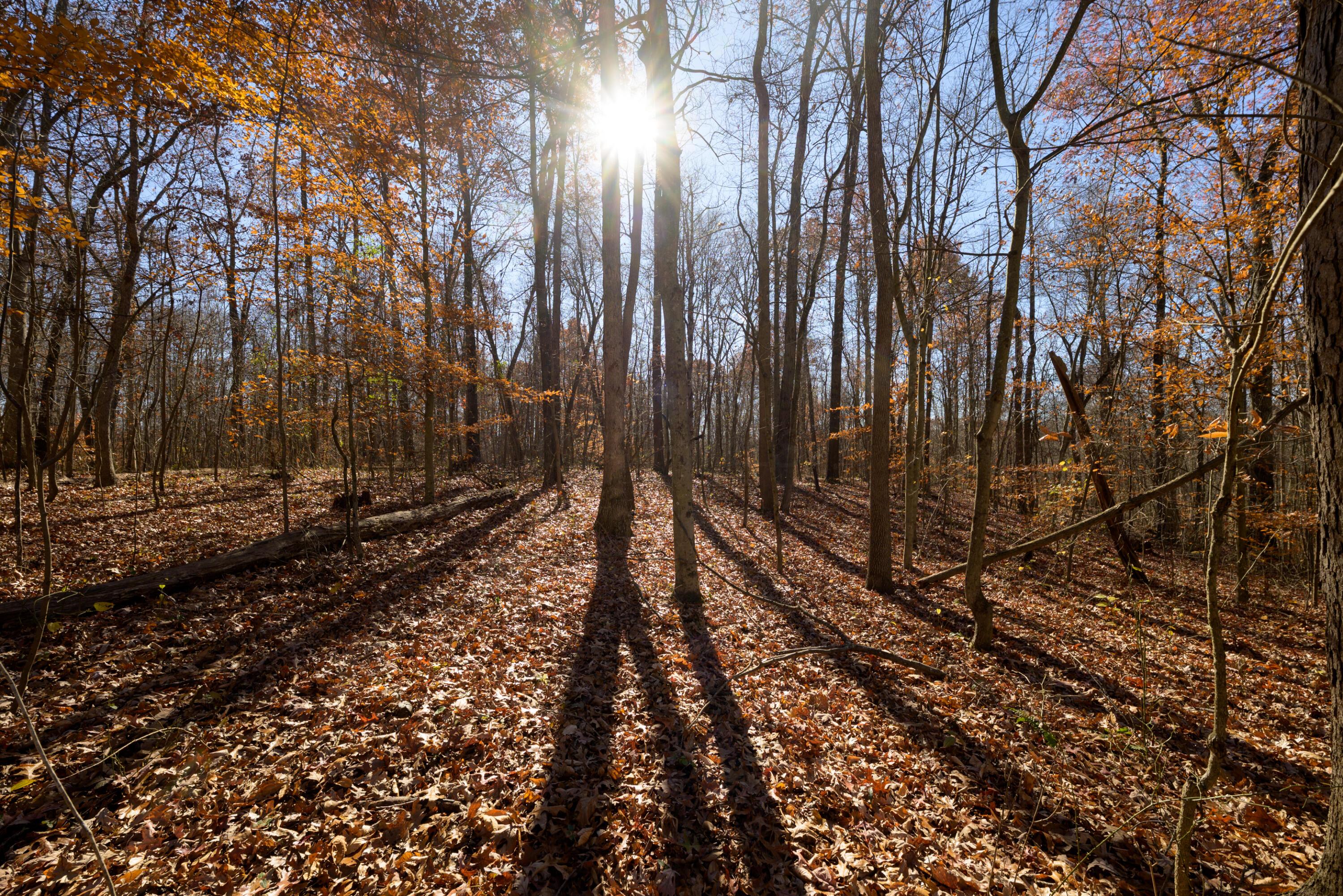 0 Morning Star Road Racine, OH 45771 - Photo 13 of 18 SPS_4160 (1)