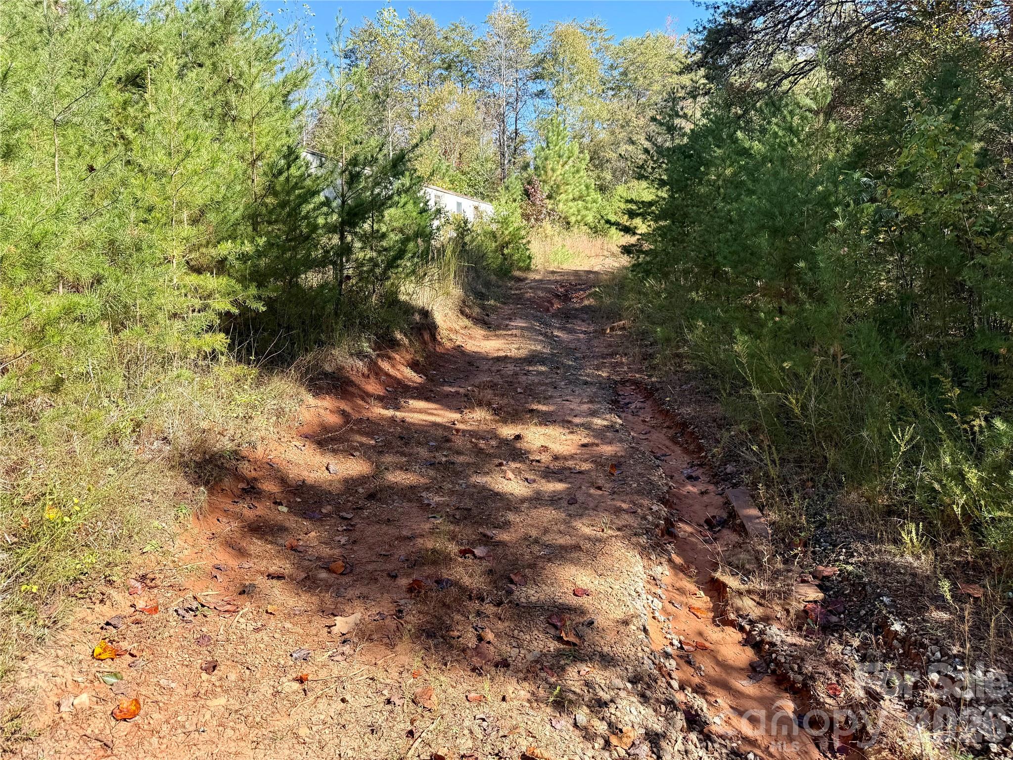 229 Kelsey Lane Rutherfordton, NC 28139 - Photo 5 of 25 a view of a forest with trees