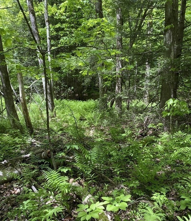0 Bryant Road Cummington, MA 01026 - Photo 5 of 18 Gallery Image 5