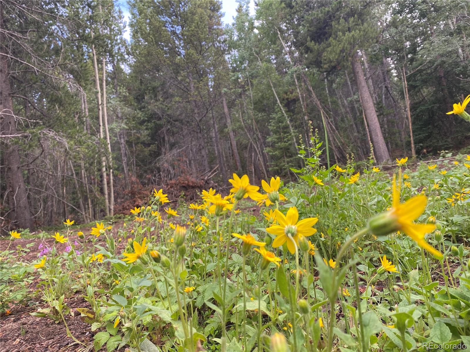 Aspen Road Black Hawk, CO 80422 - Photo 21 of 23 Gallery Image 21