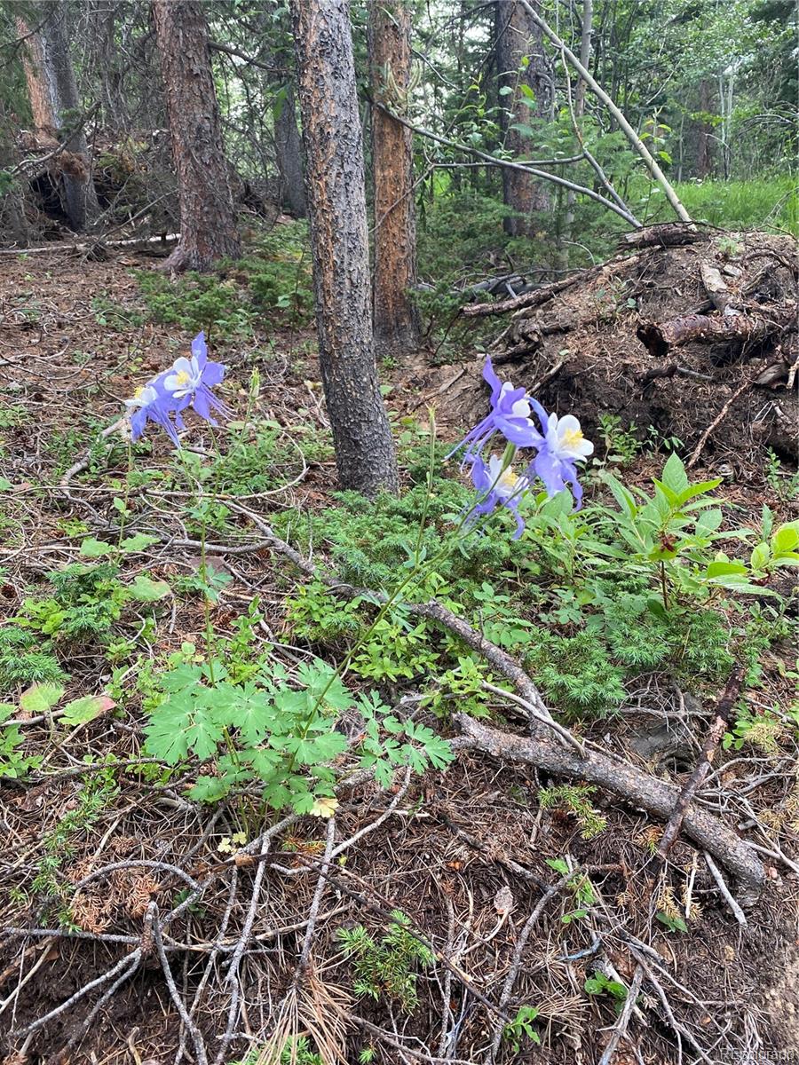 Aspen Road Black Hawk, CO 80422 - Photo 22 of 23 Gallery Image 22