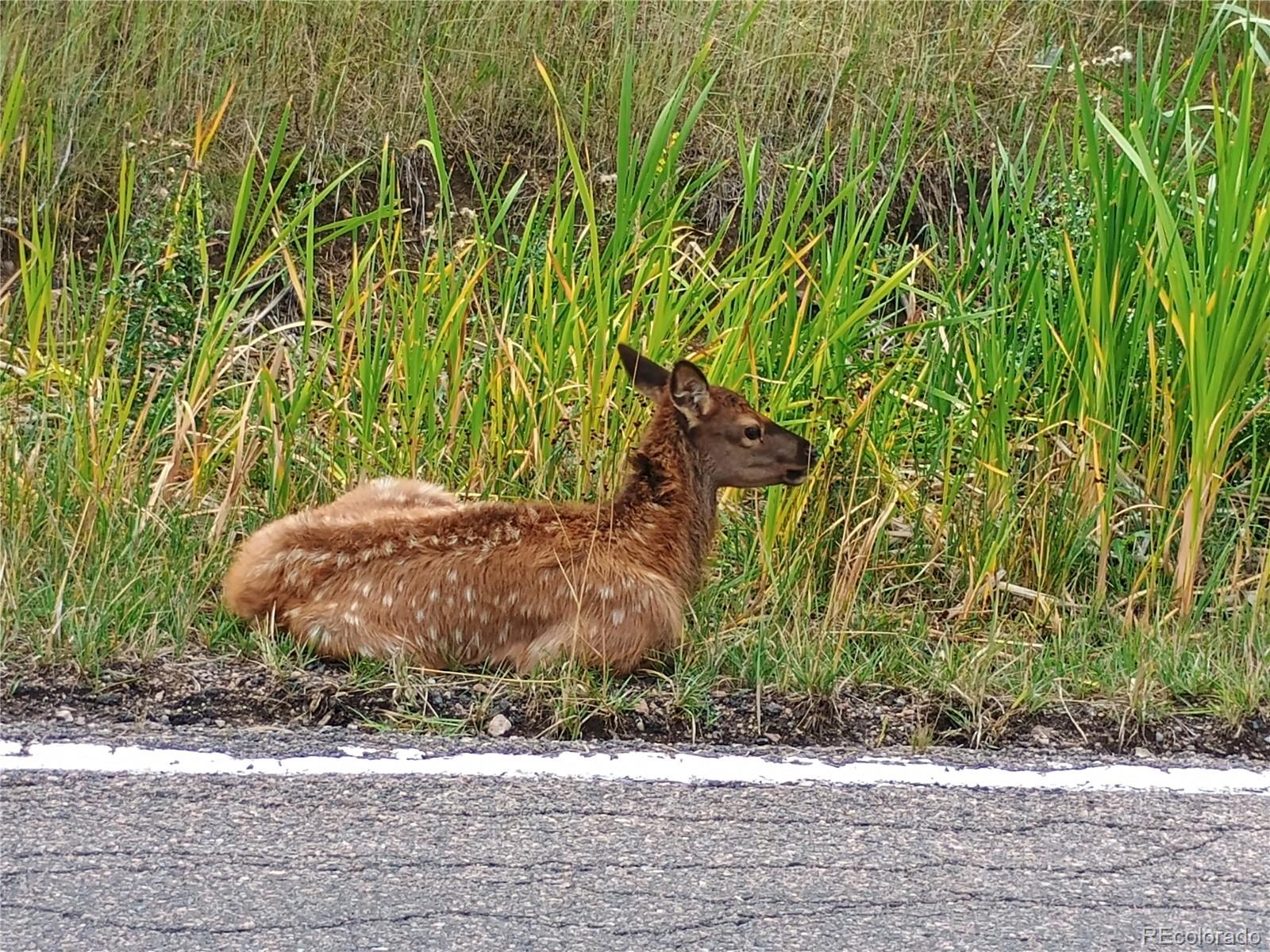 23674 Pondview Place, Unit B Golden, CO 80401 - Photo 32 of 35 a view of a plants and bench in front of door