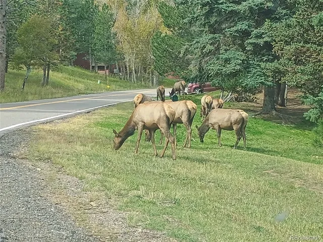 a view of a horse with a colt and yard