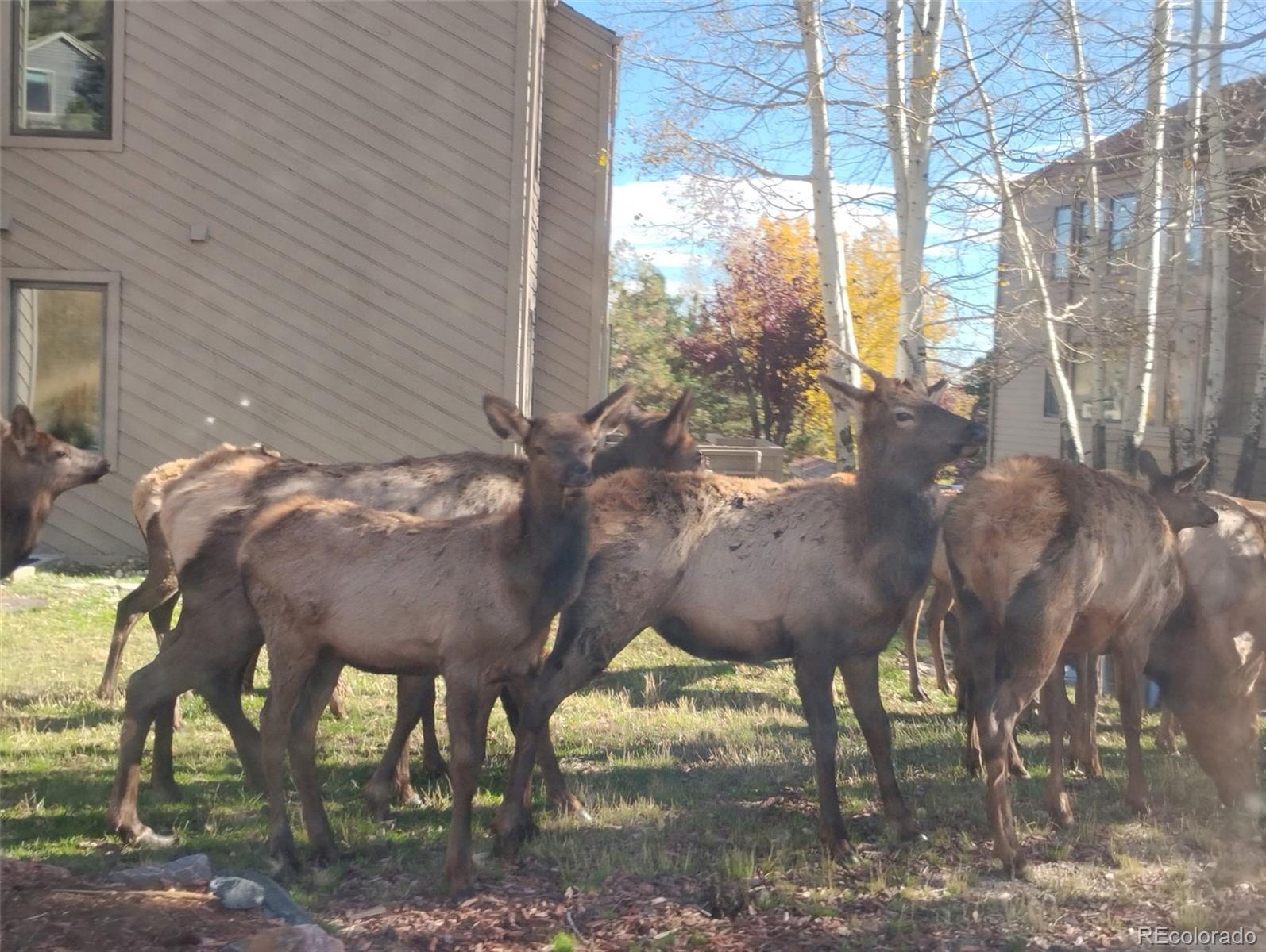 23674 Pondview Place, Unit B Golden, CO 80401 - Photo 34 of 35 a view of a horse with a colt and yard