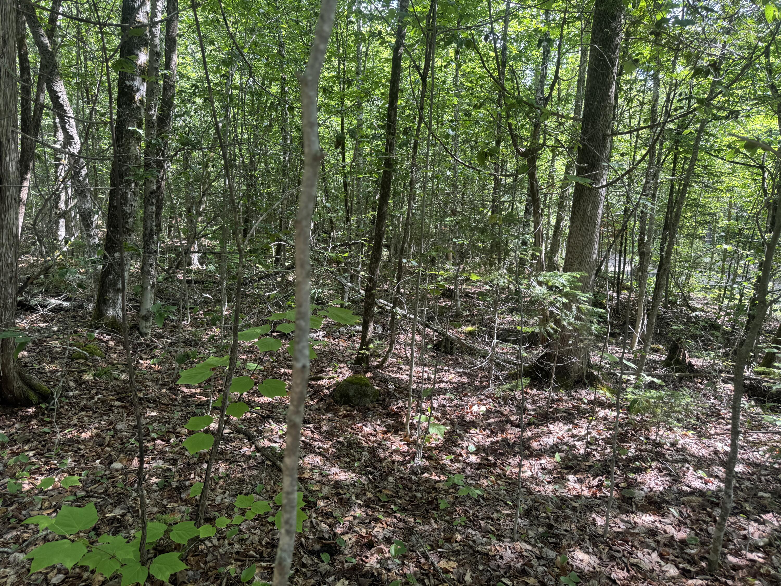 Lot 7 Curtis Farm Road Lincoln, ME 04457 - Photo 4 of 21