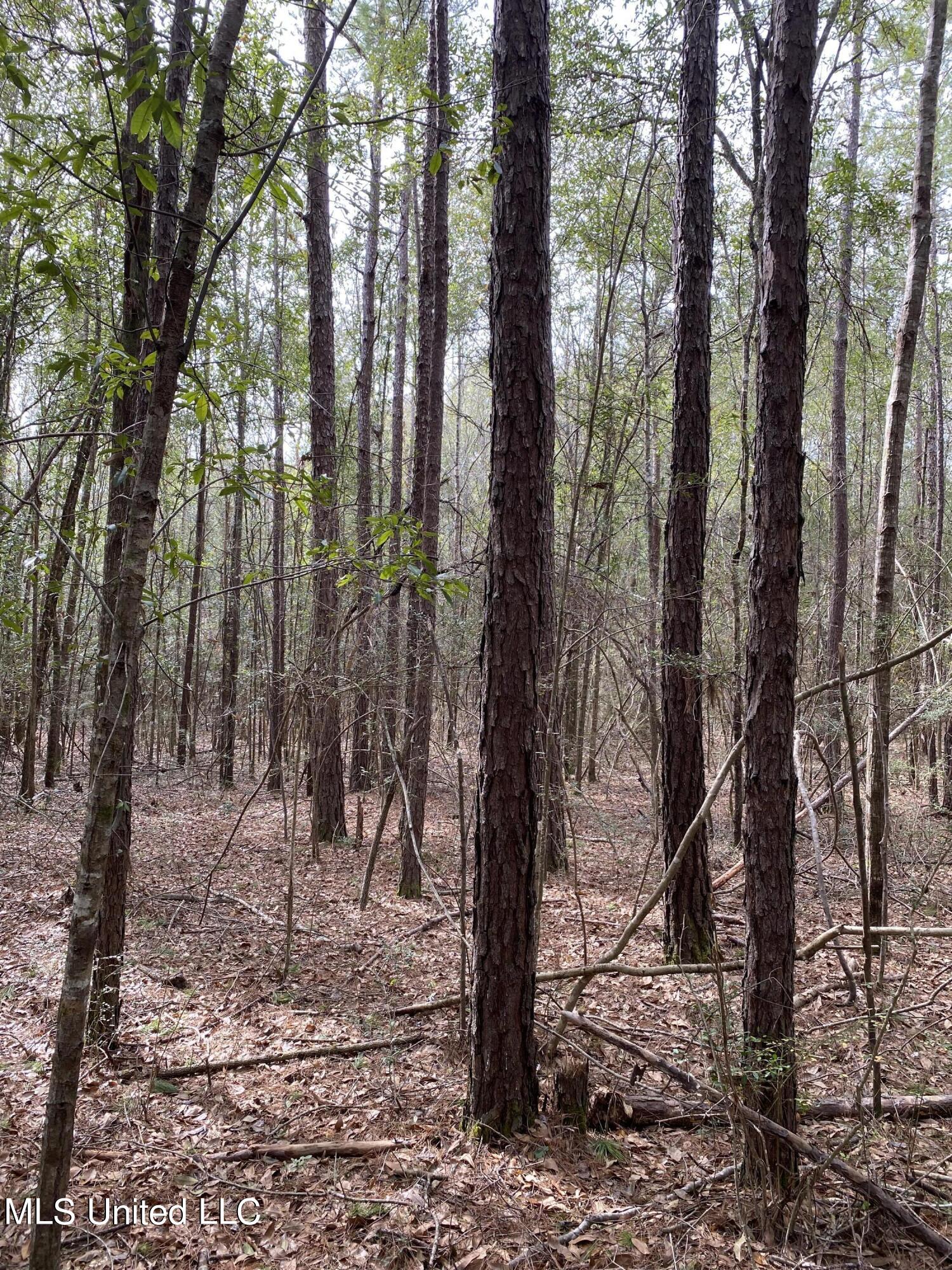 131 Baughman Road Poplarville, MS 39470 - Photo 11 of 15 23