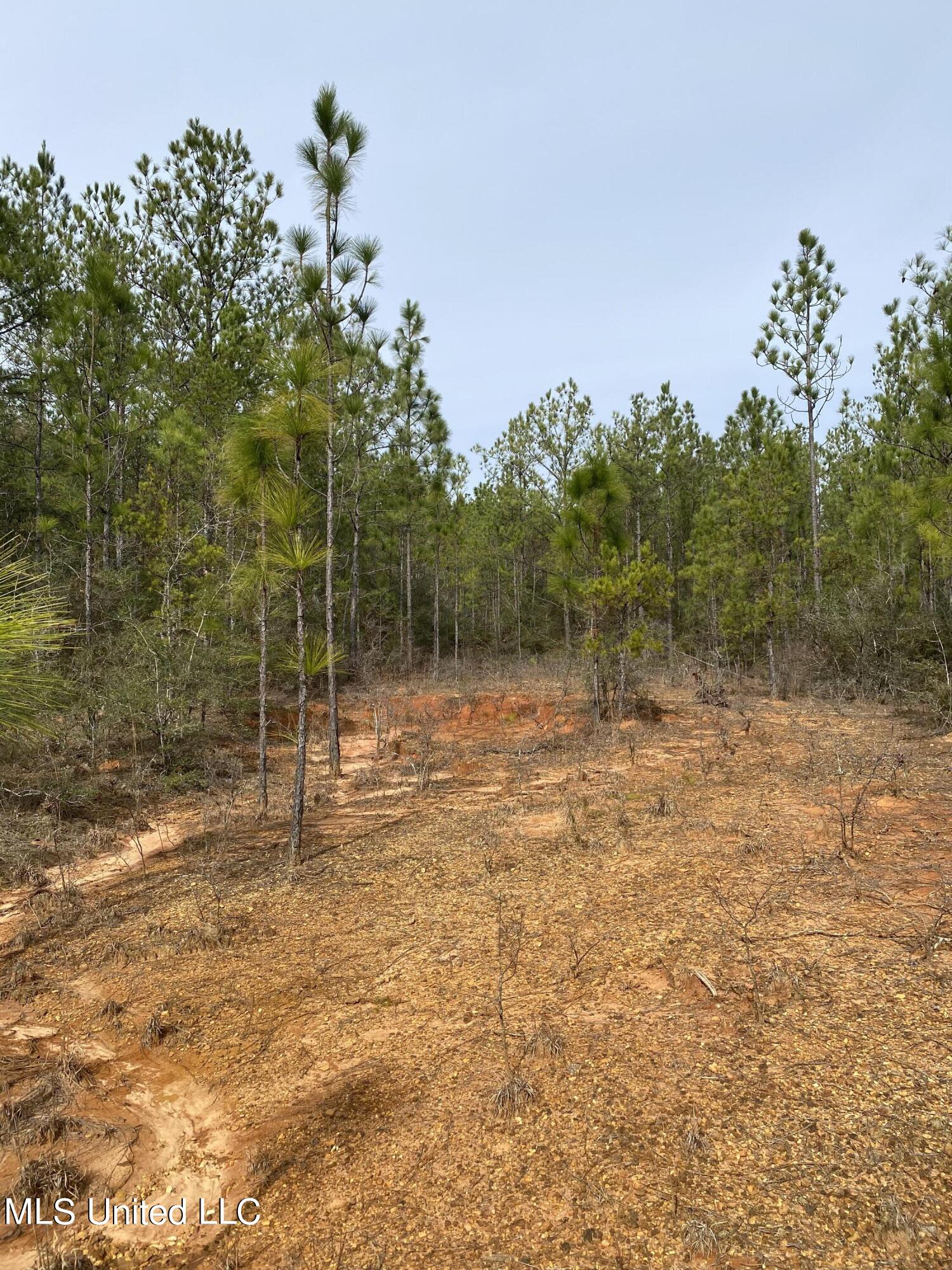131 Baughman Road Poplarville, MS 39470 - Photo 14 of 15 18