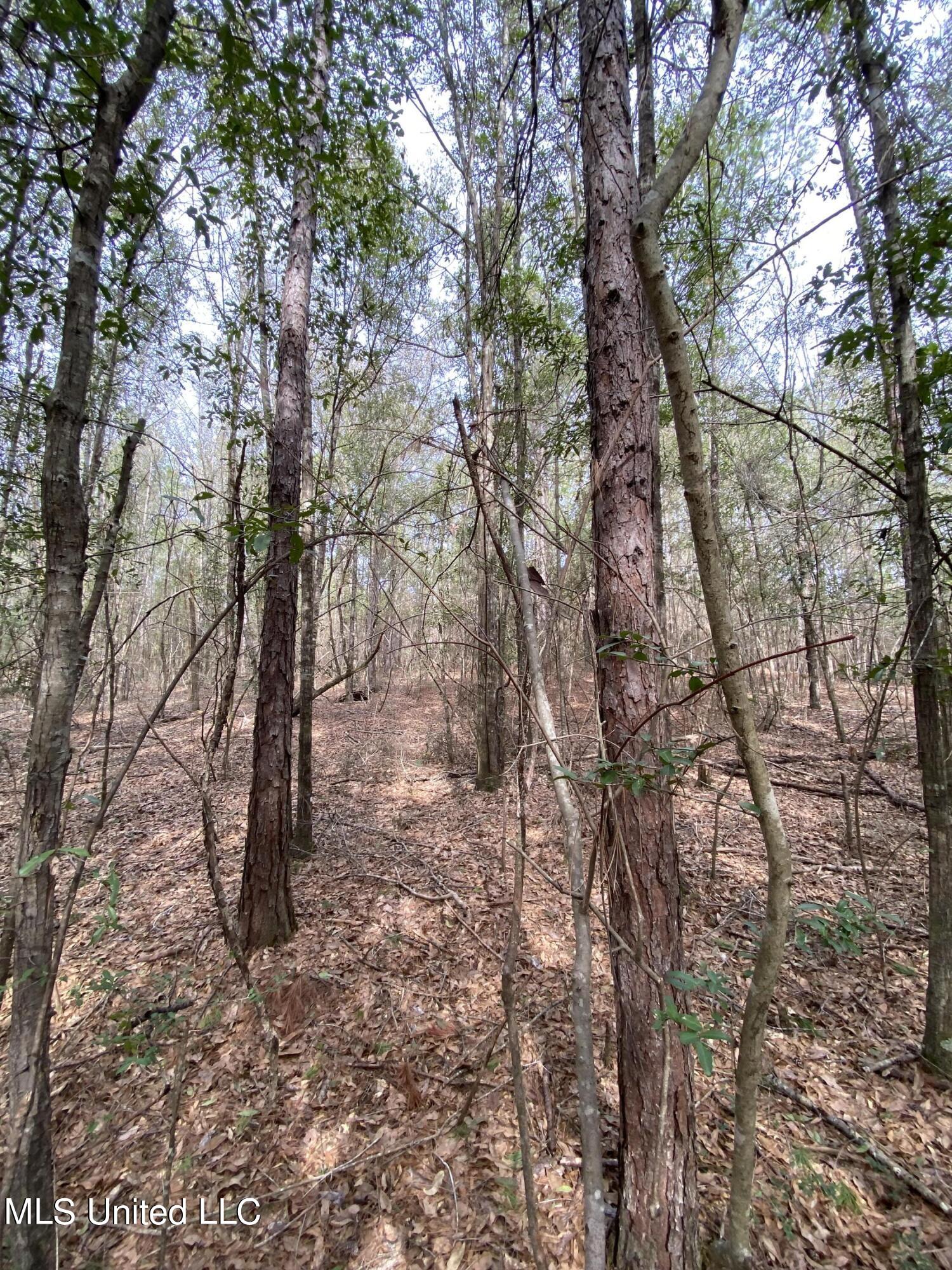 131 Baughman Road Poplarville, MS 39470 - Photo 8 of 15 14
