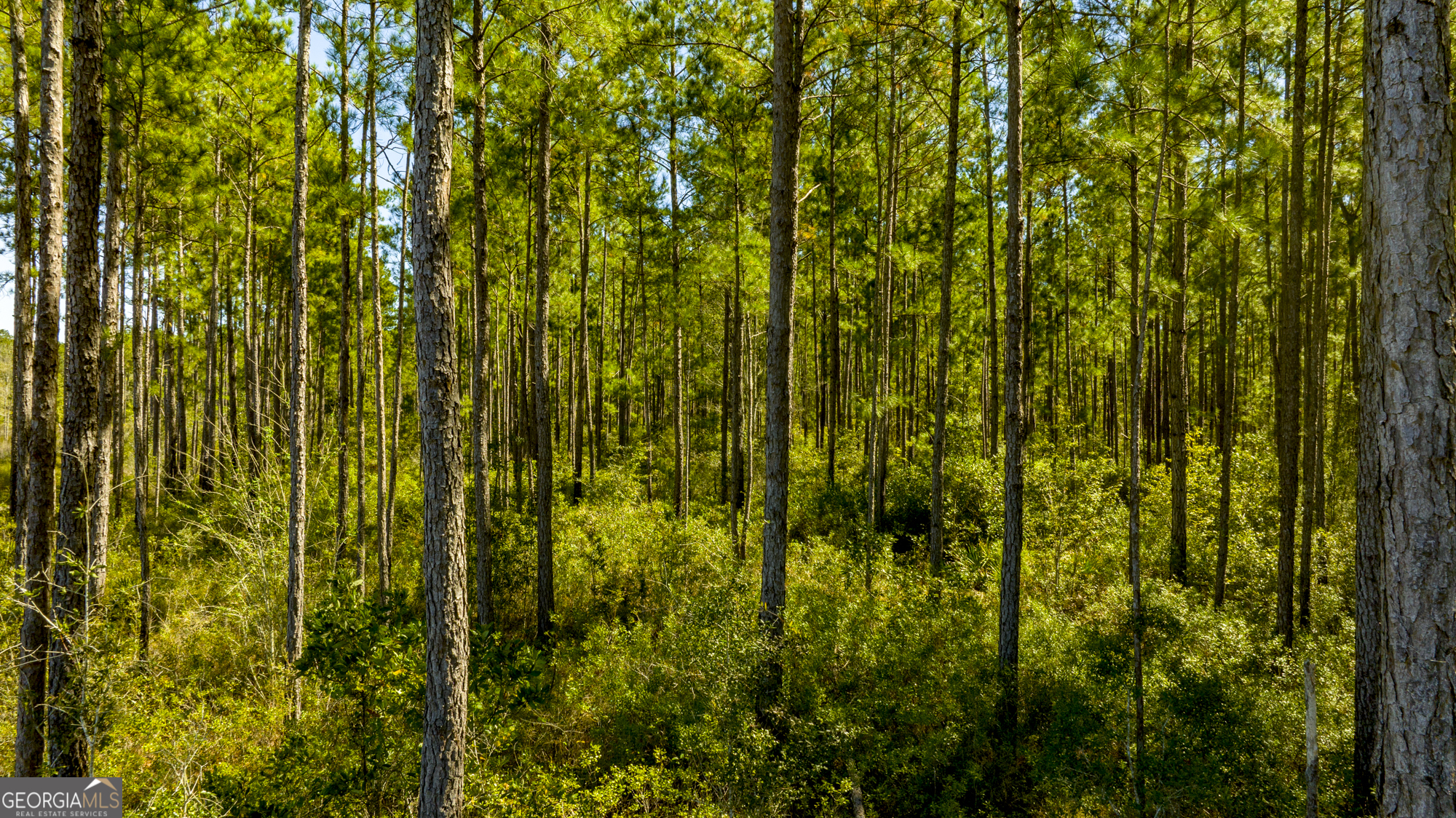 O Bay Branch Church Road Claxton, GA 30417 - Photo 46 of 52