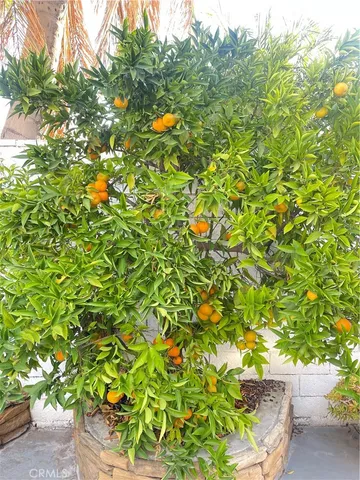 a view of a tree with plants