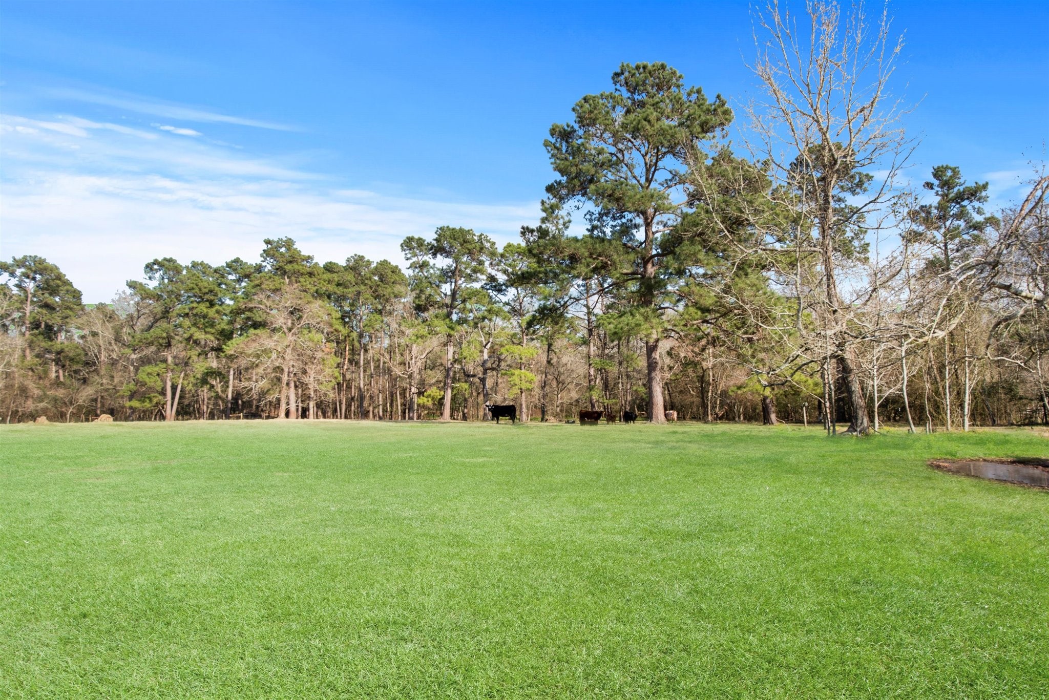 13259 Kidd Road Conroe, TX 77302 - Photo 9 of 46