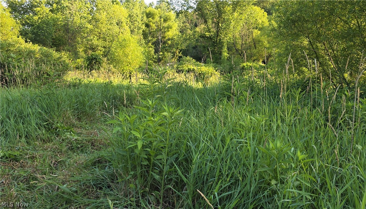 6820 Crane Run Road Cumberland, OH 43732 - Photo 17 of 29 Expansive natural landscape featuring varied green foliage and mature trees