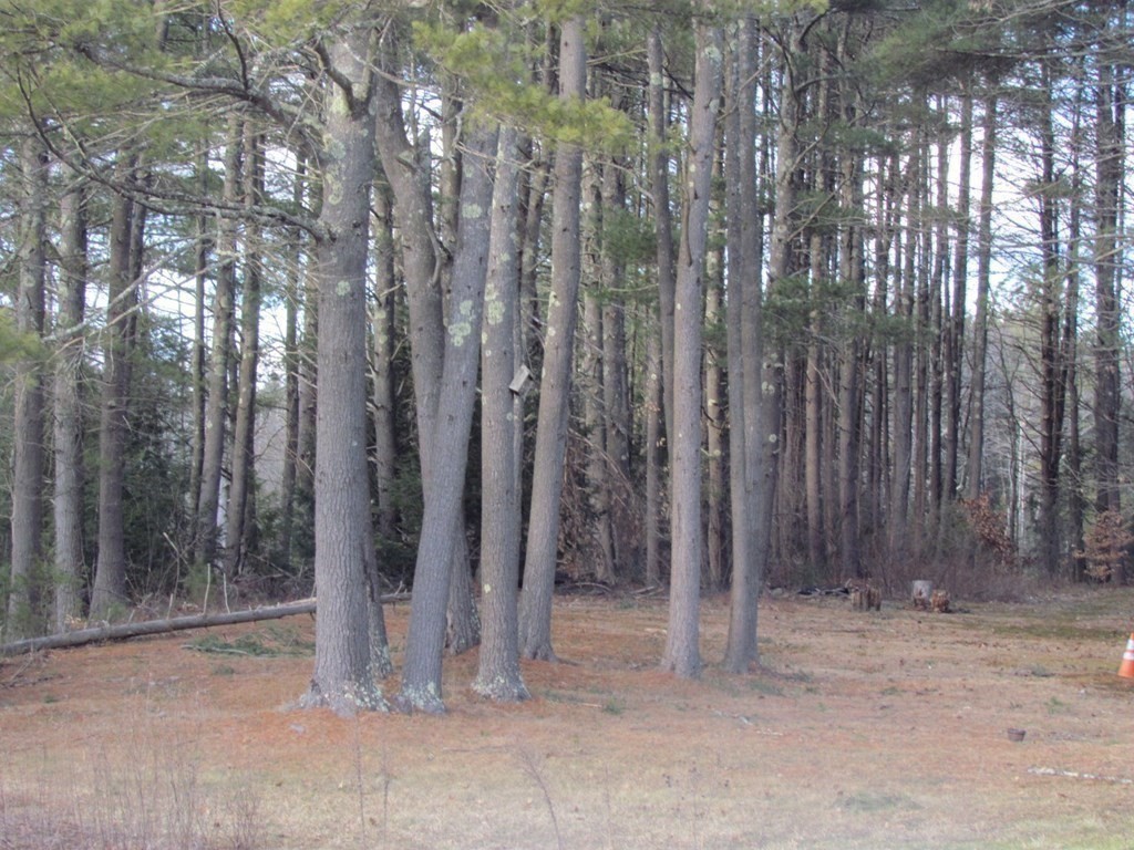 116 Williamsville Road Hubbardston, MA 01452 - Photo 8 of 27 a view of a row of trees