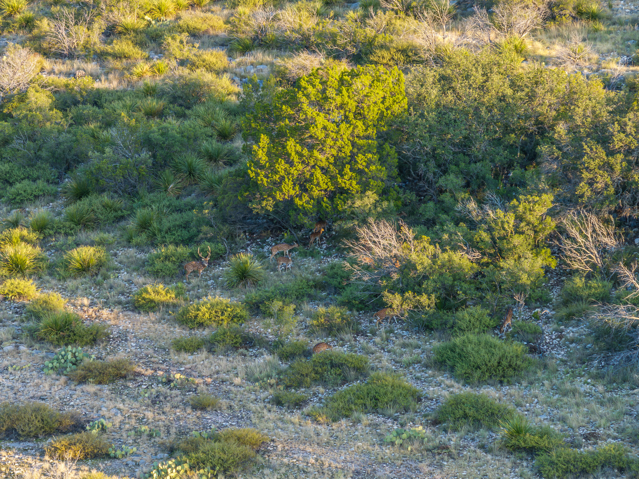 Tbd Windmill Road Ozona, TX 76943 - Photo 2 of 26 Leonard Ranch-13