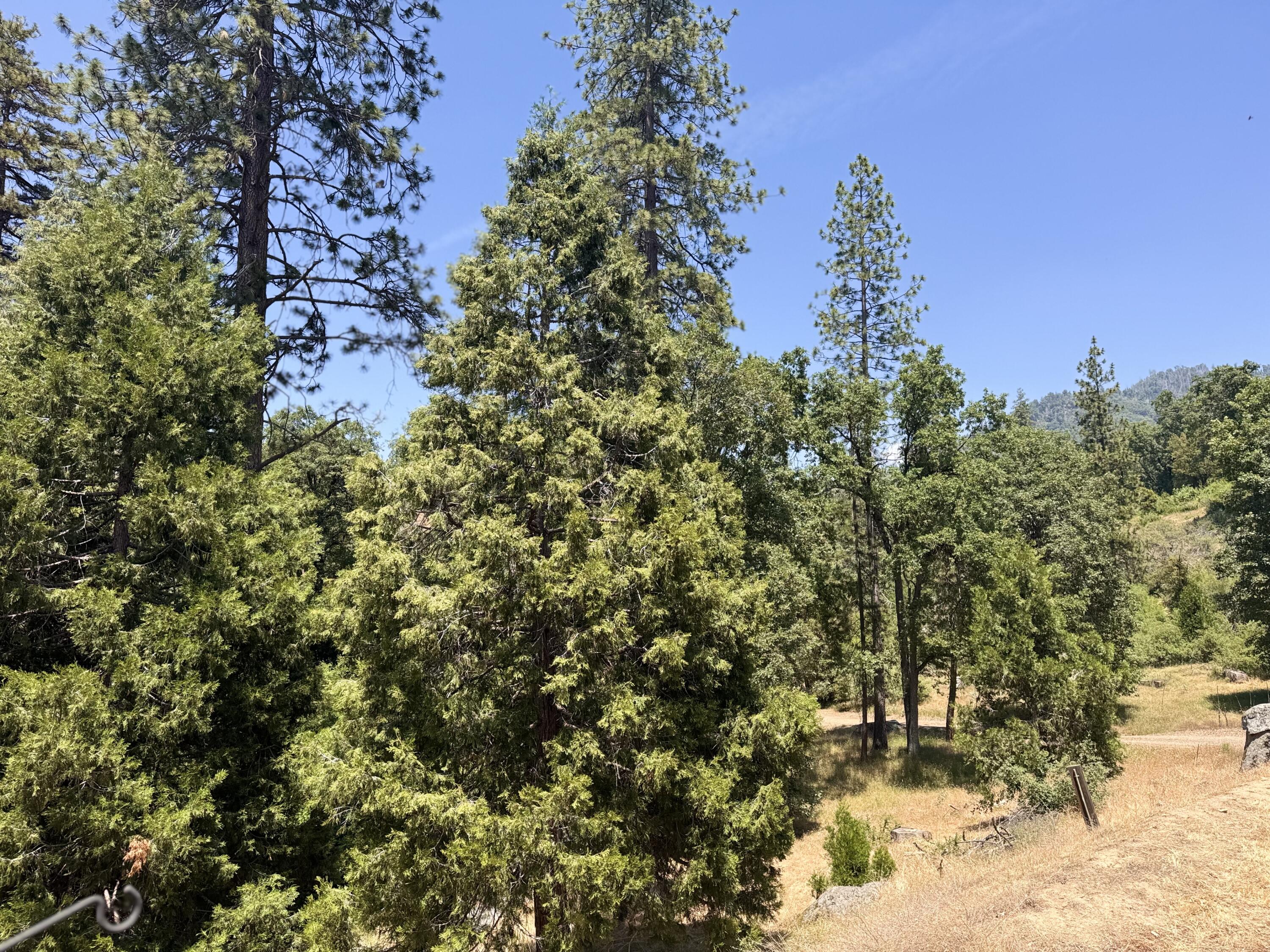 51911 Hogback Miramonte, CA 93641 - Photo 18 of 49 a view of a yard with a tree
