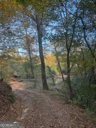 a view of a forest with trees
