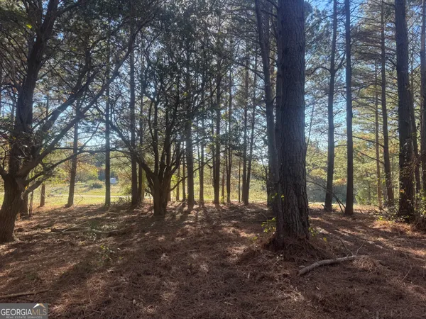a view of a forest with trees in the background