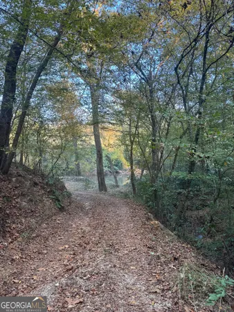 a view of a forest with trees in the background