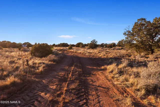 a view of a large yard with a tree