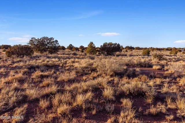 a view of a bunch of trees in a field