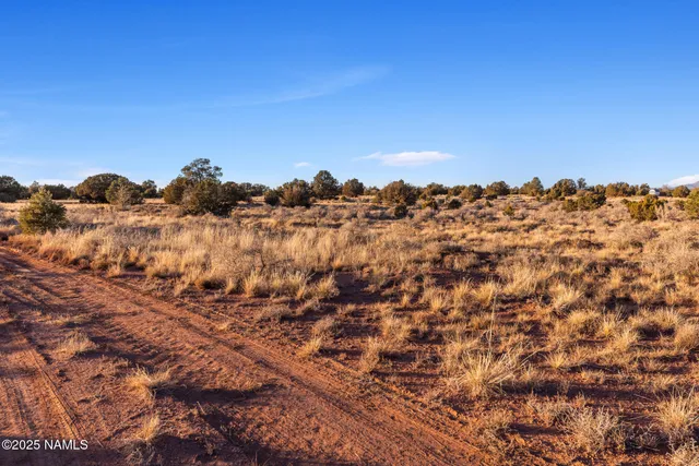 a view of a large tree