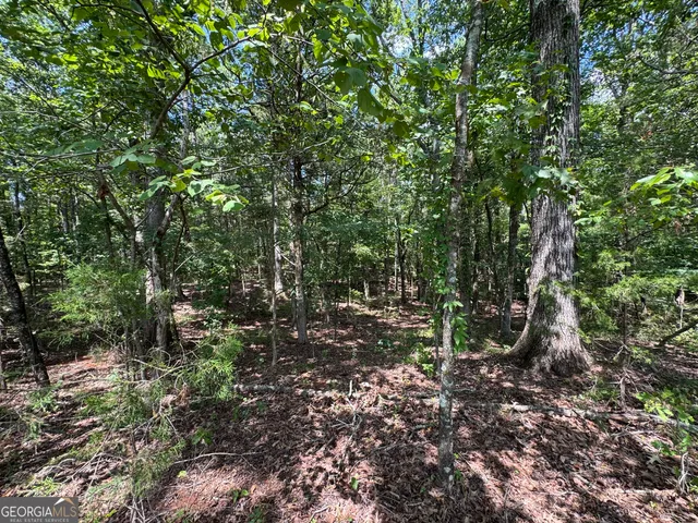 a view of a forest with trees in the background