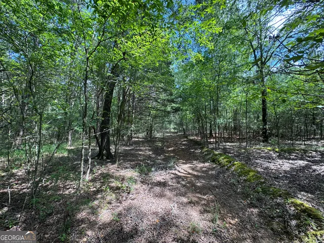 a view of a forest with trees in the background
