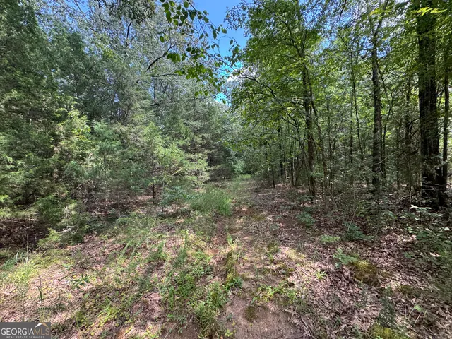 a view of a forest with trees in the background