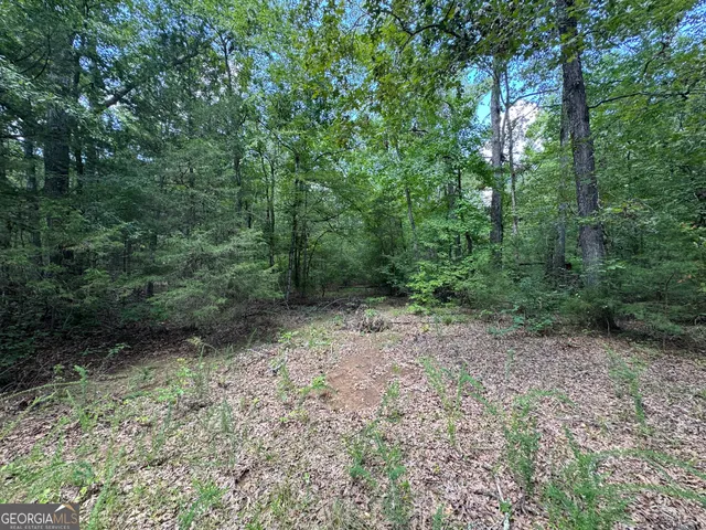 a view of a forest with trees in the background