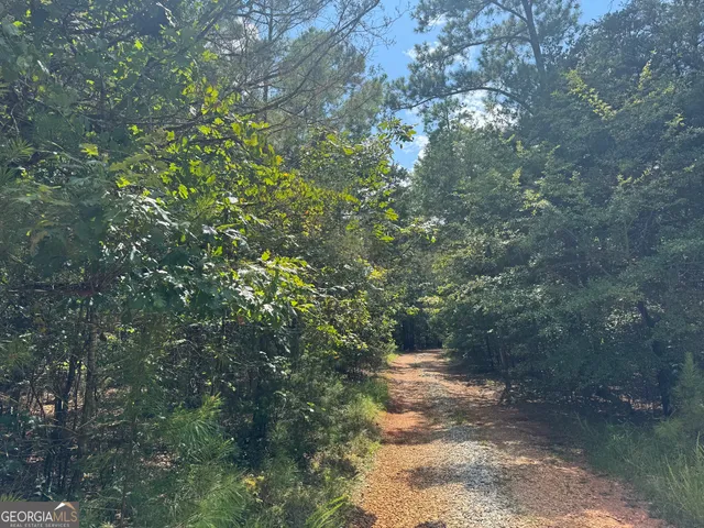a view of a forest filled with trees