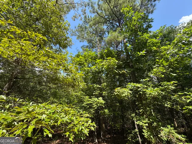a view of a tree with a plant