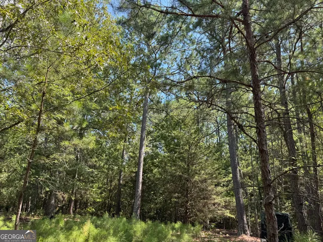 a view of a forest with a tree