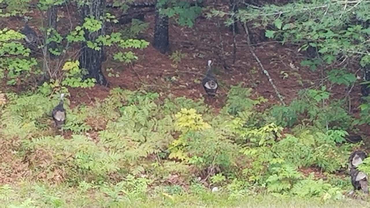 324 Karl Gordon Road Alexandria, NH 03222 - Photo 3 of 22 Gallery Image 3