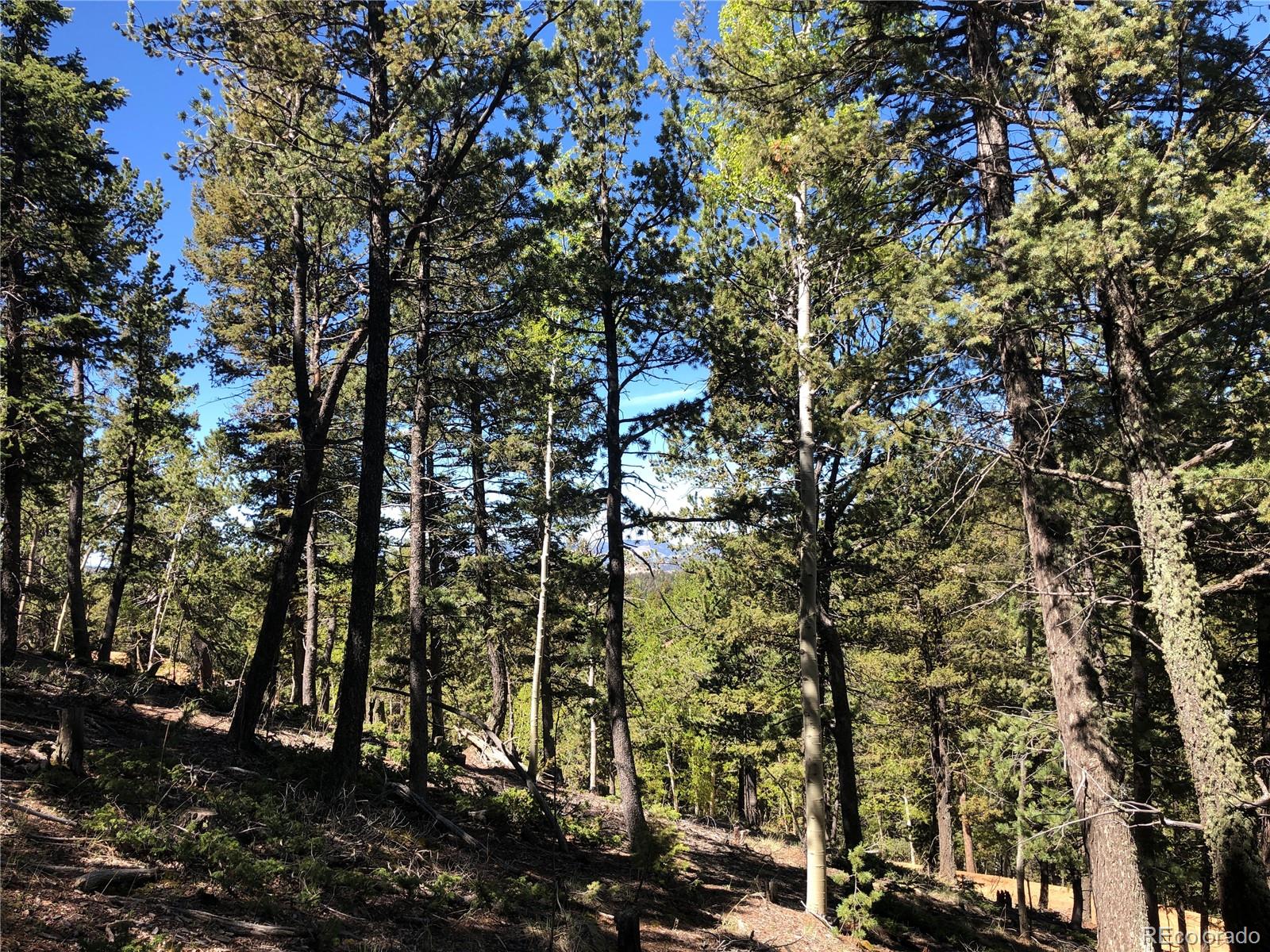 661 Homestead Road Divide, CO 80814 - Photo 1 of 6