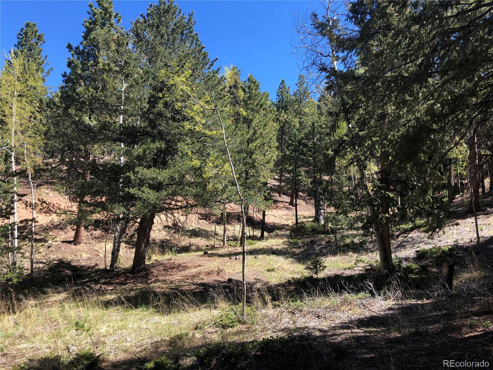 661 Homestead Road Divide, CO 80814 - Photo 2 of 6