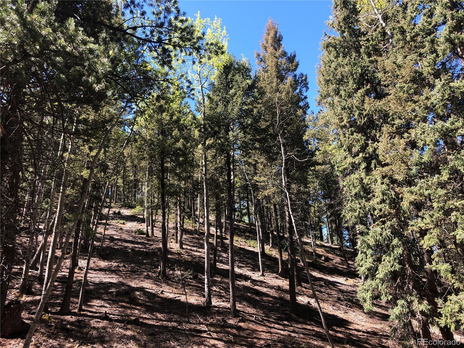 661 Homestead Road Divide, CO 80814 - Photo 4 of 6