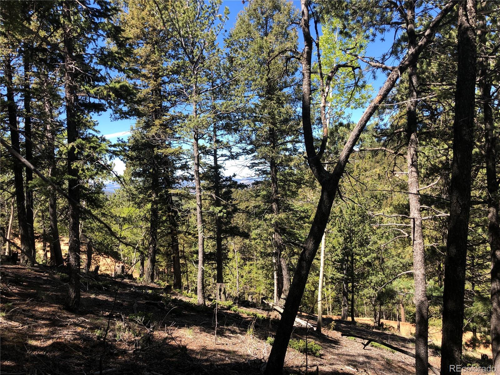 661 Homestead Road Divide, CO 80814 - Photo 5 of 6