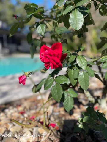 a garden view with a fountain