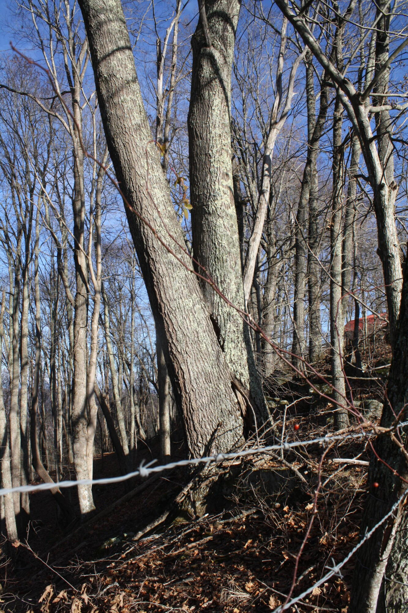 Zion Mountain Road Hinton, WV 25951 - Photo 38 of 73 Gallery Image 38