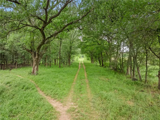 a view of a park with large trees