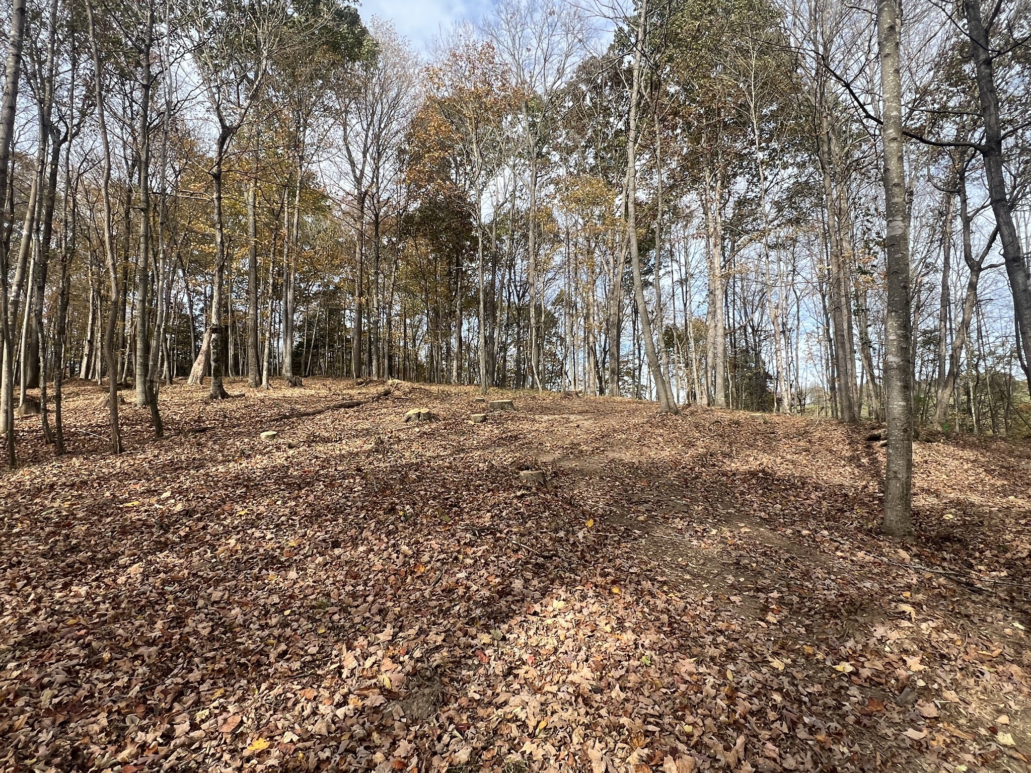 1552 Old Gallatin Road Portland, TN 37148 - Photo 2 of 4 a view of dirt yard with trees