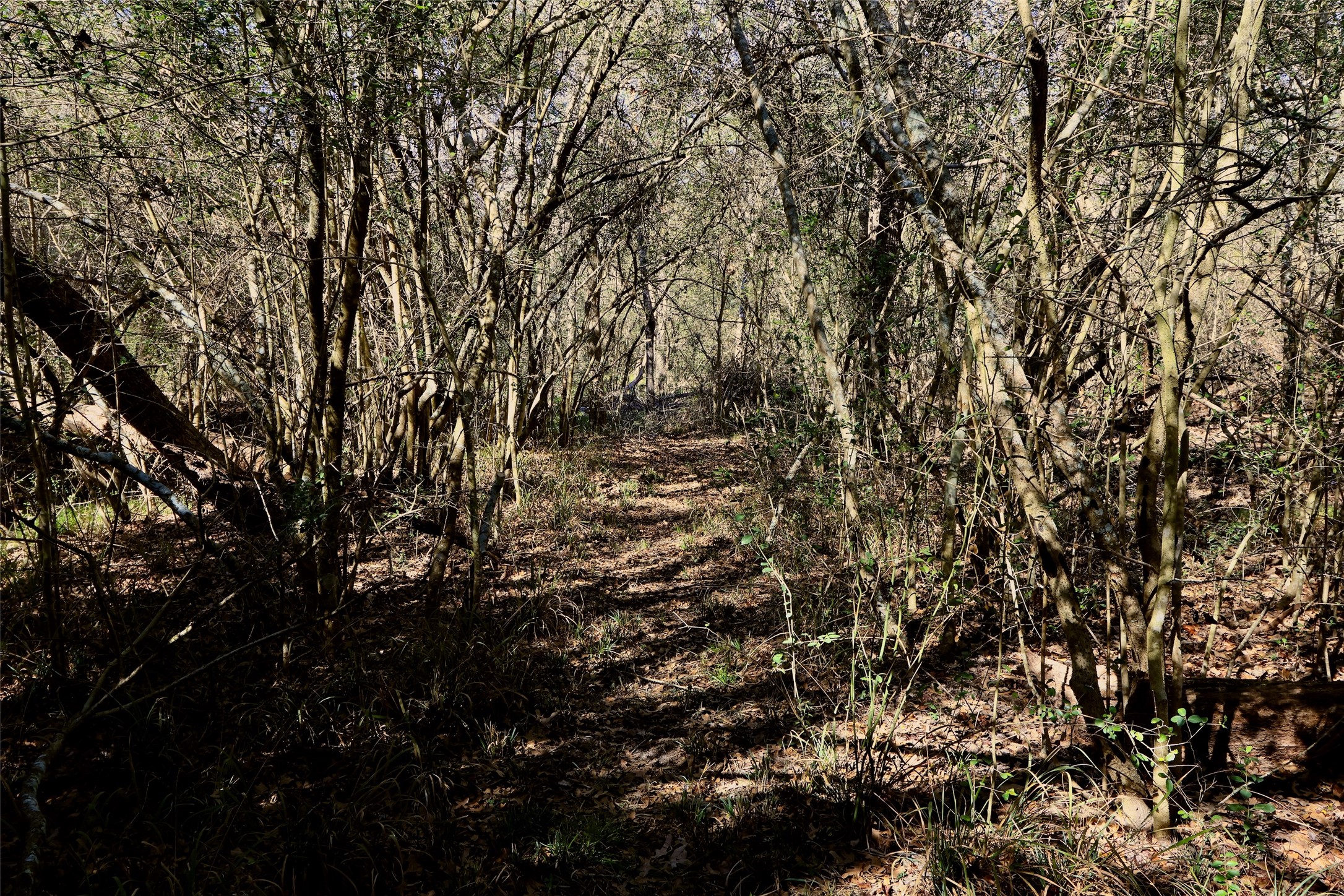 5.002-acres Winding Meadow Road Bedias, TX 77831 - Photo 12 of 31 a view of a tree
