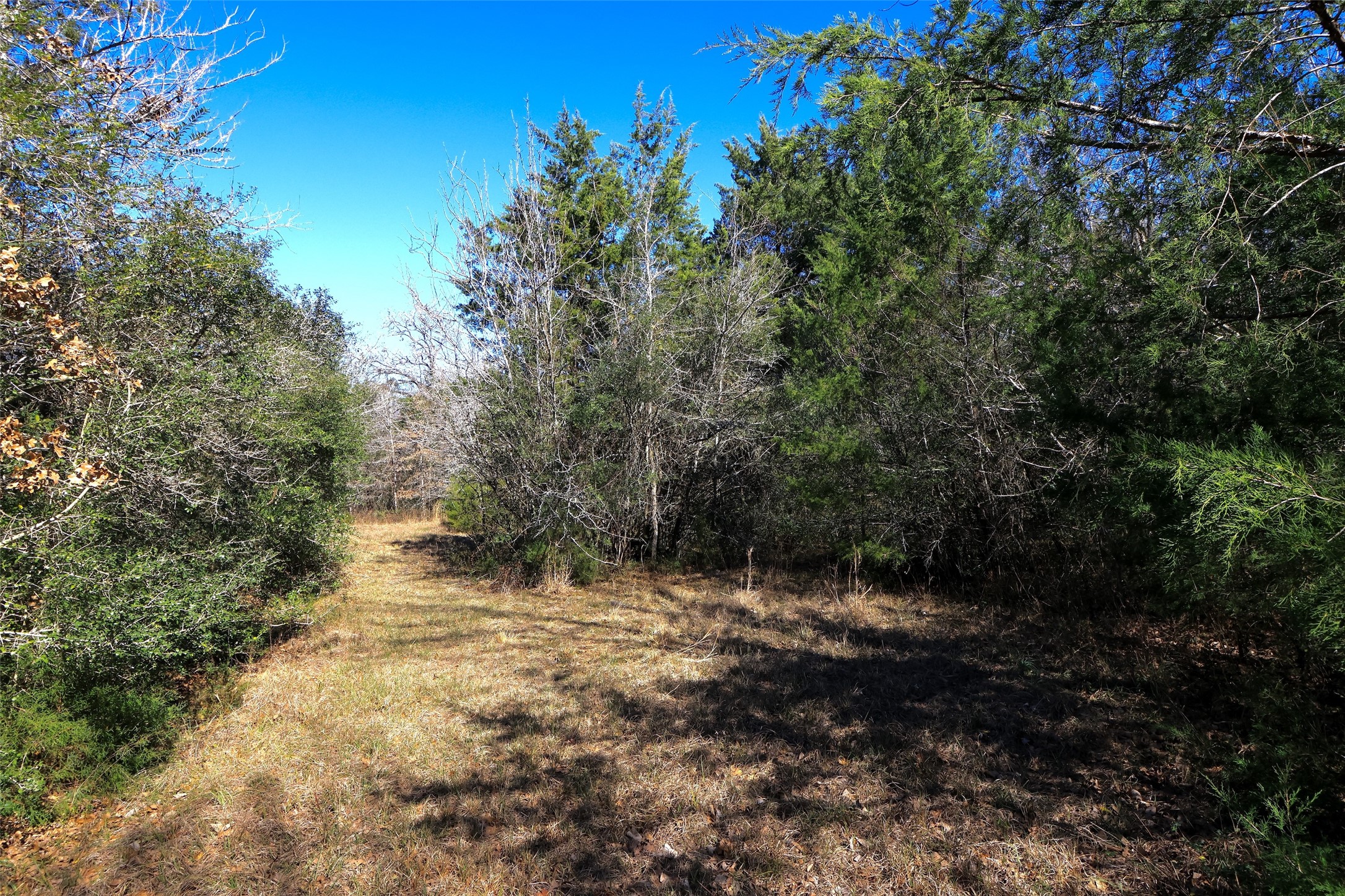 5.002-acres Winding Meadow Road Bedias, TX 77831 - Photo 13 of 31 a view of a yard with a tree