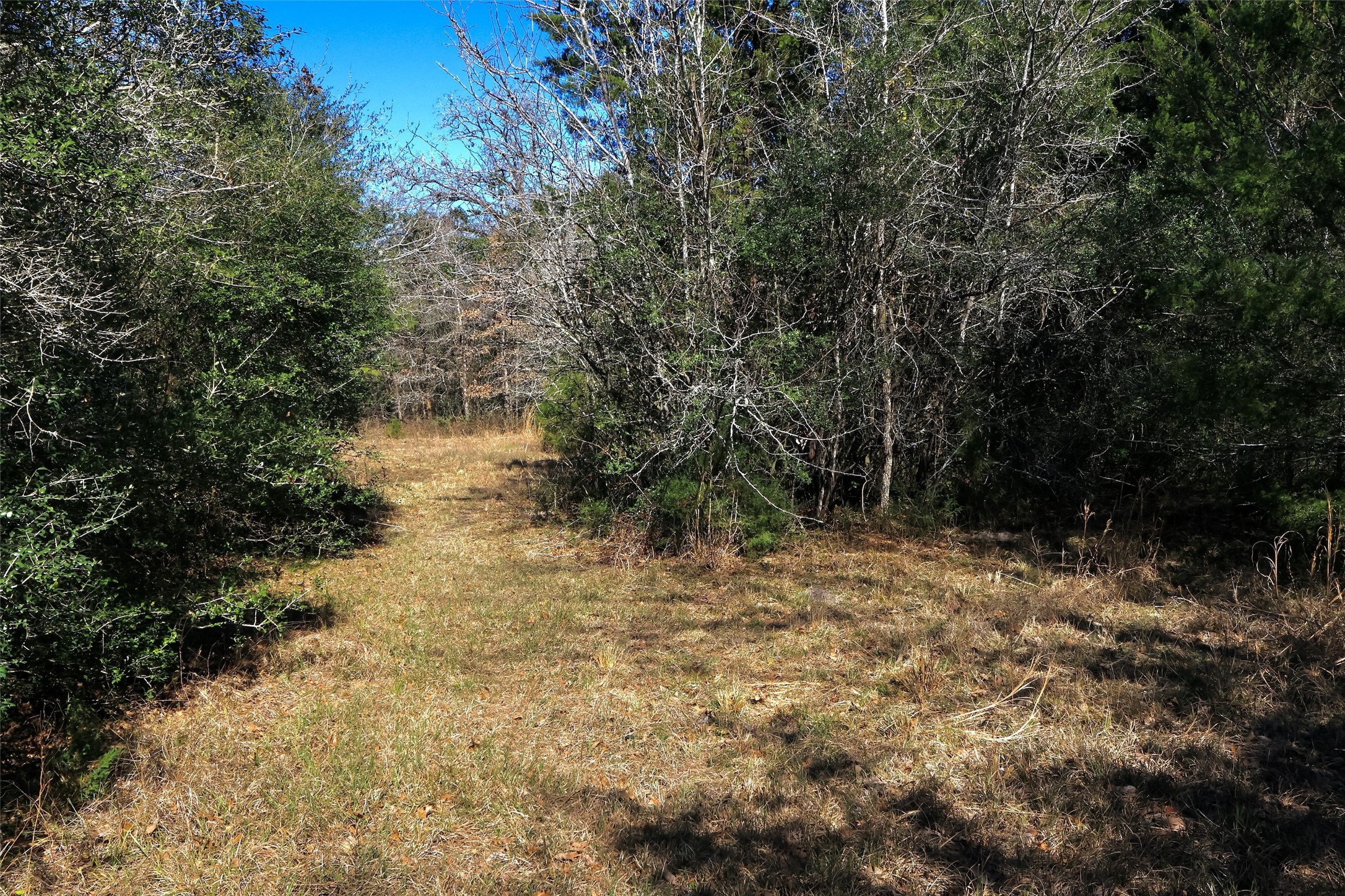 5.002-acres Winding Meadow Road Bedias, TX 77831 - Photo 15 of 31 a view of a yard with plants and trees