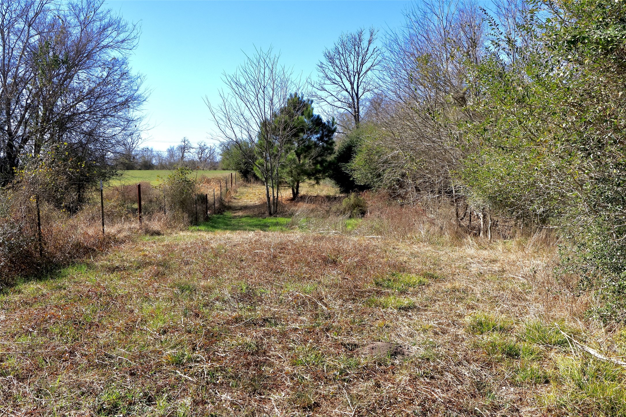 5.002-acres Winding Meadow Road Bedias, TX 77831 - Photo 16 of 31 a view of a yard with a tree