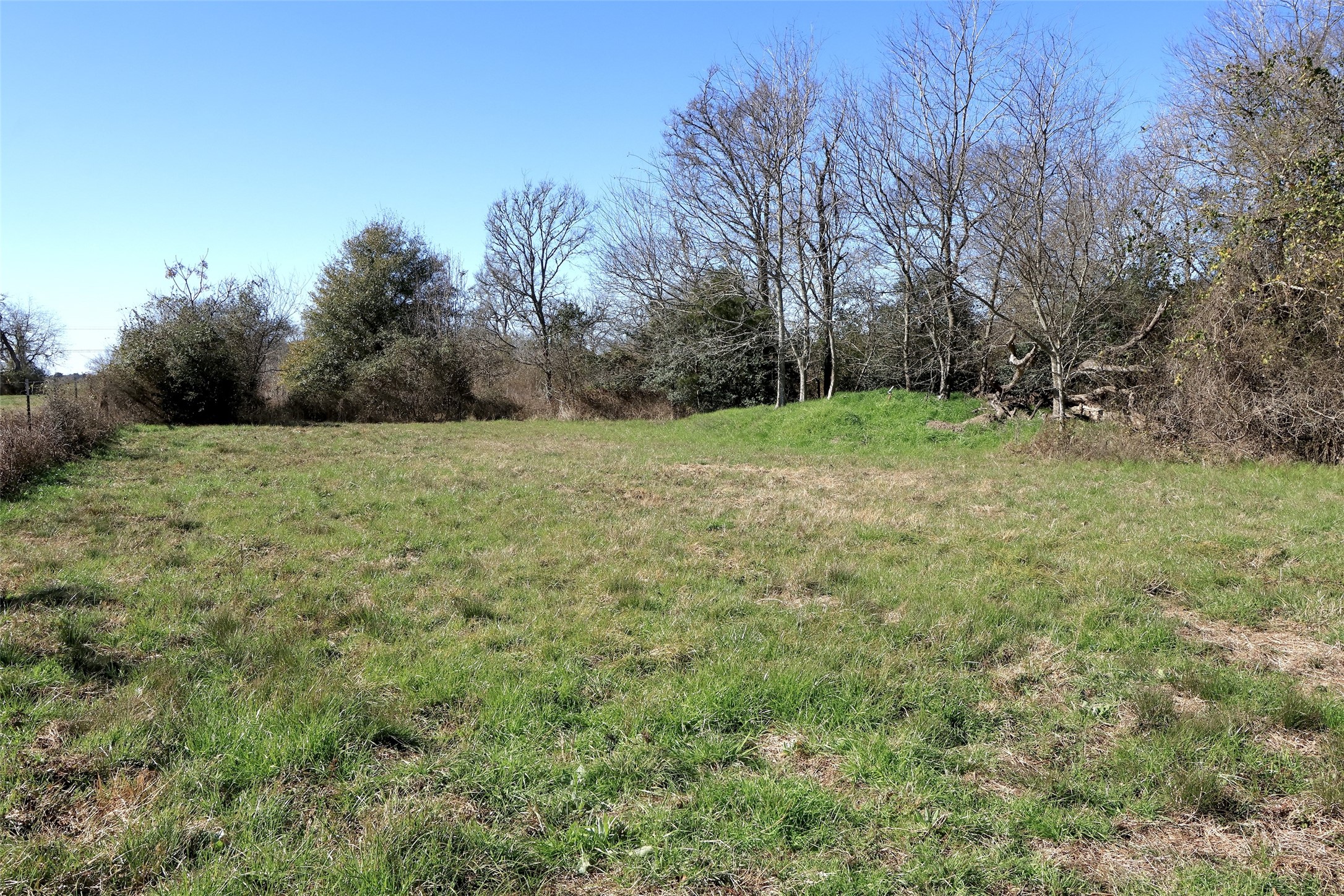 5.002-acres Winding Meadow Road Bedias, TX 77831 - Photo 20 of 31 a view of a big yard with plants and large trees