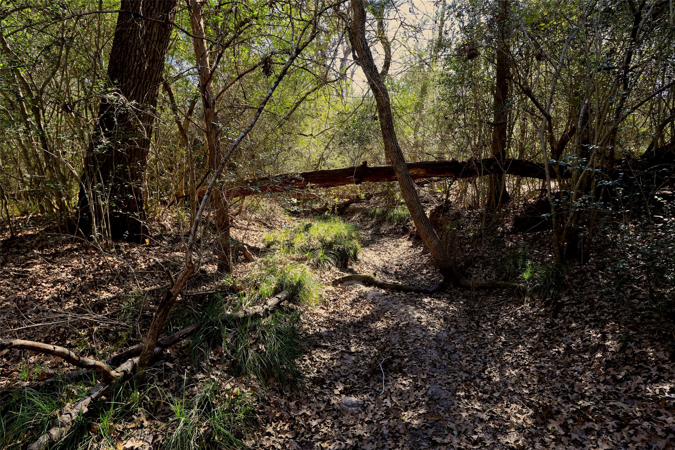 5.002-acres Winding Meadow Road Bedias, TX 77831 - Photo 25 of 31 a view of a yard with large trees