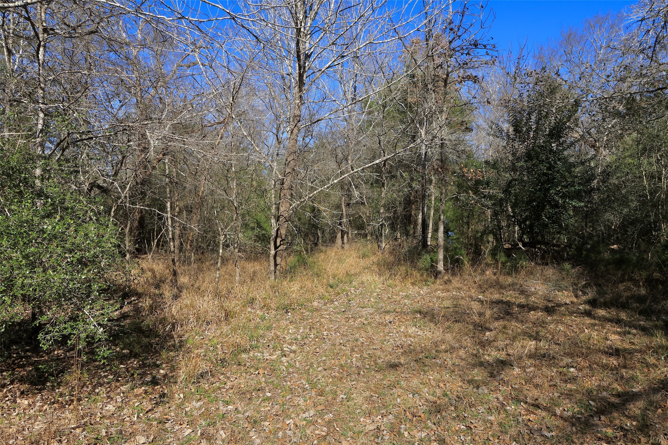 5.002-acres Winding Meadow Road Bedias, TX 77831 - Photo 26 of 31 a view of a forest with trees in the background