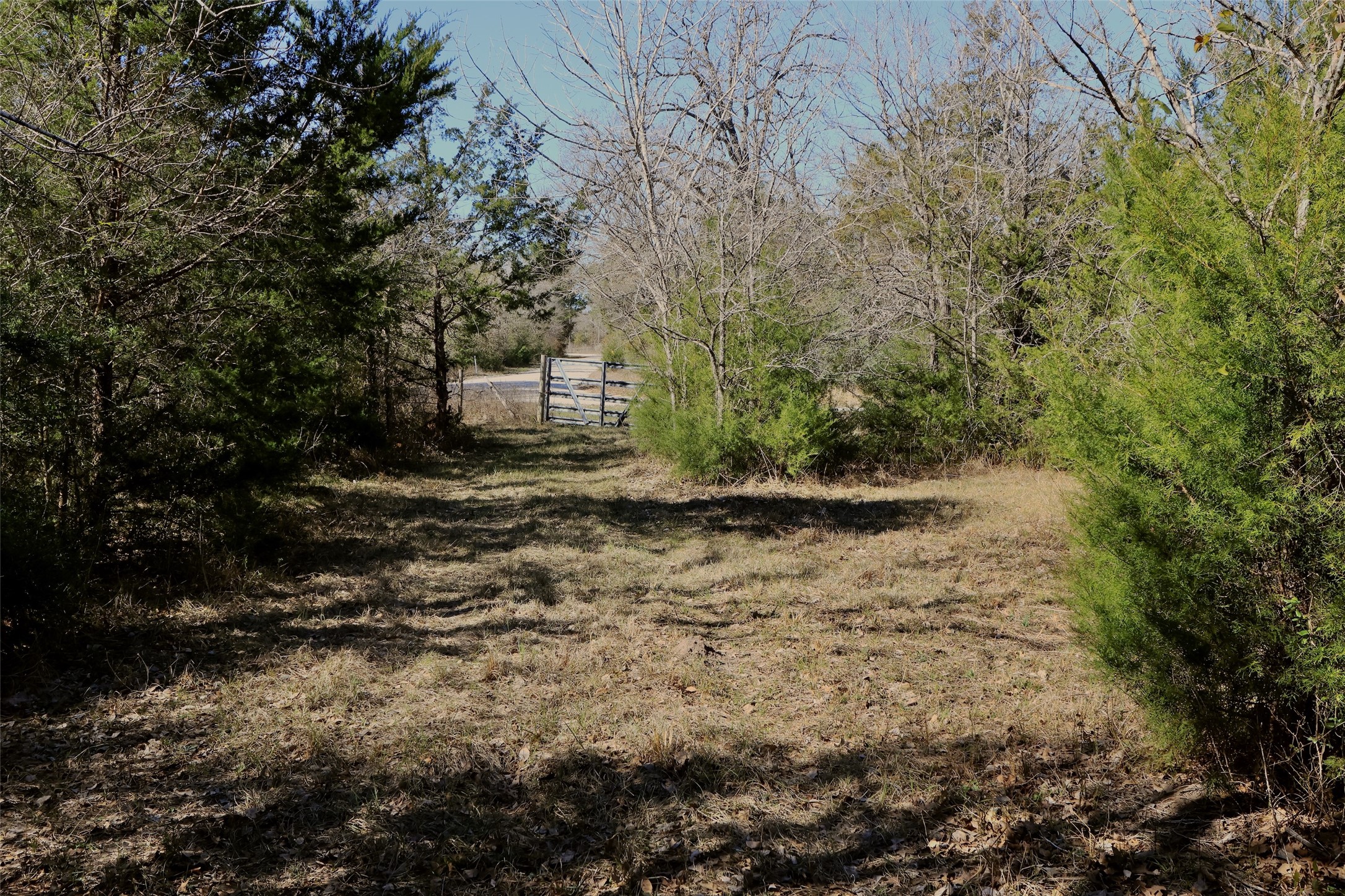 5.002-acres Winding Meadow Road Bedias, TX 77831 - Photo 28 of 31 a view of a dry yard with trees